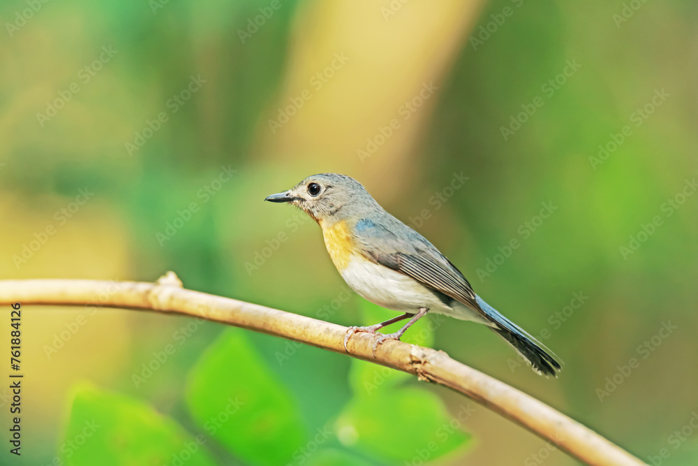 Tickell's Blue Flycatcher in nature Tickell's Blue Flycatcher in nature