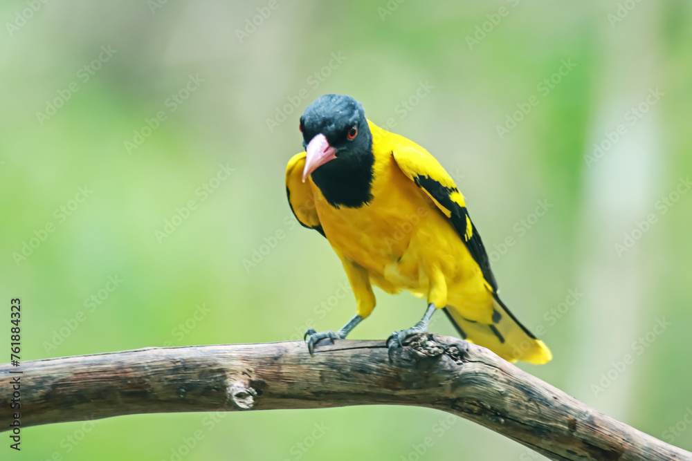Black-hooded Oriole in nature