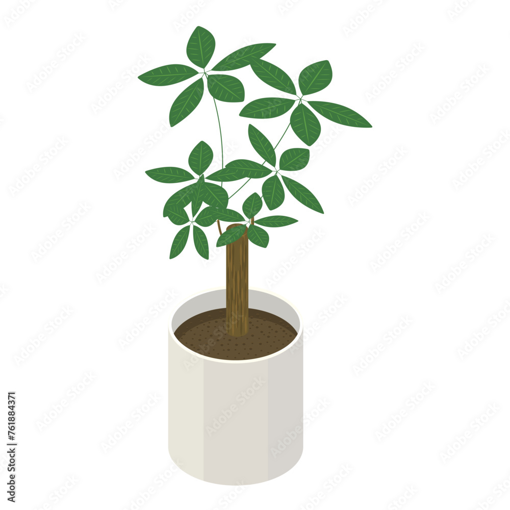 観葉植物「パキラ」_アイソメトリックのイラスト 観葉植物「パキラ」_アイソメトリックのイラスト