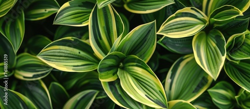 A decorative plant with a green-striped design.