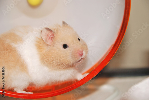 Long haired syrian hamster