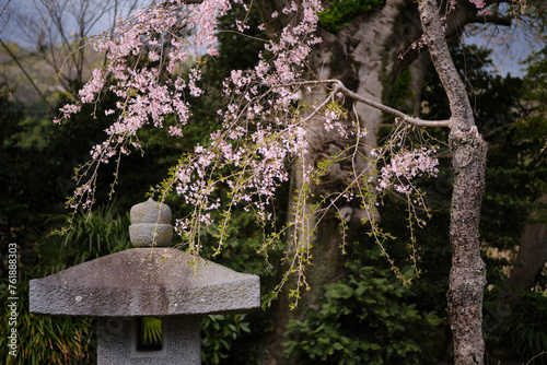Cherry blossom and stone lantern in Spring