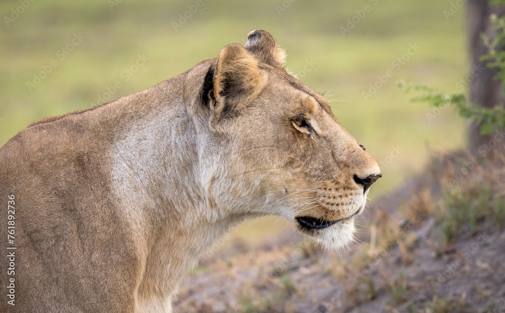 Portrait of a lion on safari in Botswana Portrait of a lion on safari in Botswana