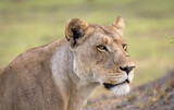 Portrait of a lion on safari in Botswana