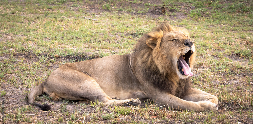 Naklejka premium Portrait of a lion on safari in Botswana