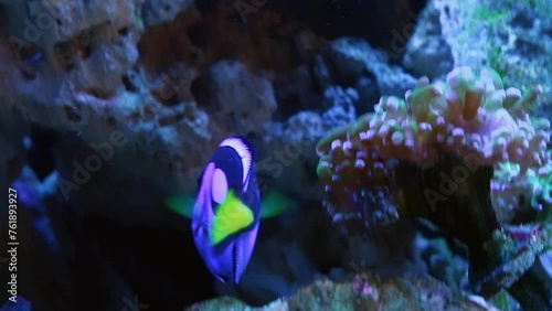 royal blue tang and Red Sea sailfin tang swim in fast flow, coral reef marine aquarium, popular pet fish show natural behaviour, neon glowing scales shine in LED actinic low light, blurred background photo