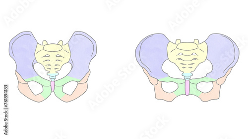 Blank differences between male and female pelvis Anatomy of skeleton transparent PNG