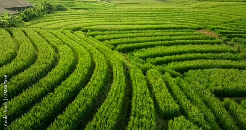 Abstract aerial dolly view of lush terraced rice field rows at golden hour photo