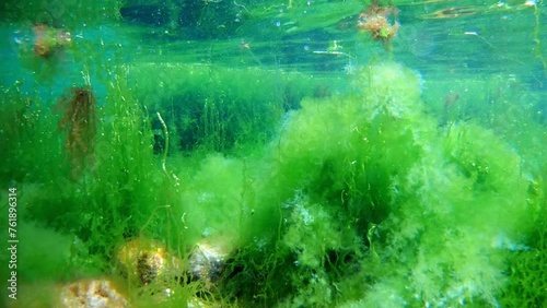 ulva and cladophora green algae in laminar flow, oxygen rich saltwater, water surface reflection, stone bottom covered in algal mess, Black Sea low salinity biotope, supralittoral zone underwater photo