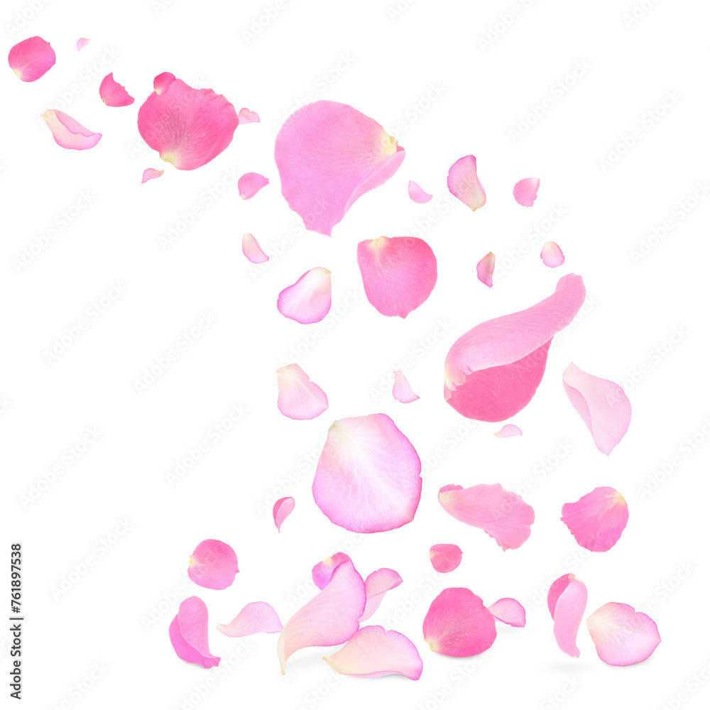 Pink rose petals flying on white background