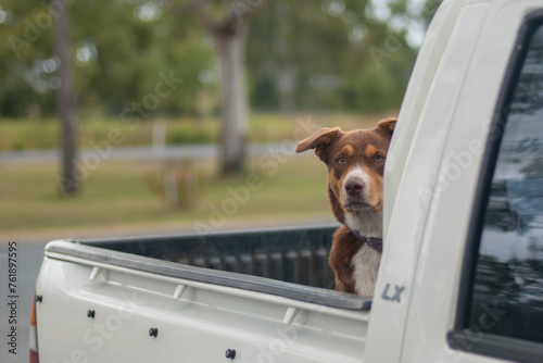 dog waiting on the back of a Utility Vehicle (Ute), Australia