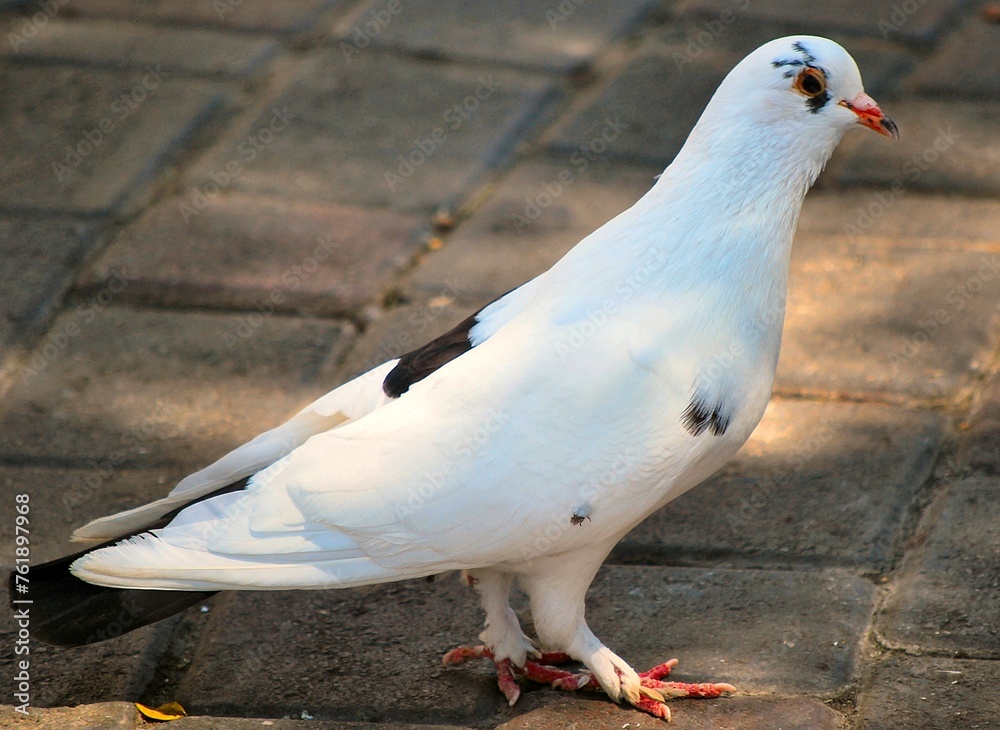 Palomas,habitantes fujjos de nuestras plazas y parques. Palomas,habitantes fujjos de nuestras plazas y parques.