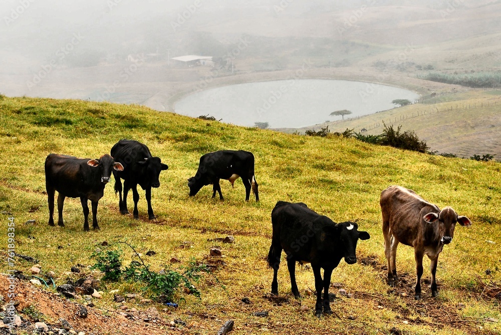 Unas vacas disfrutando del freco aire de las montañas. Unas vacas disfrutando del freco aire de las montañas.