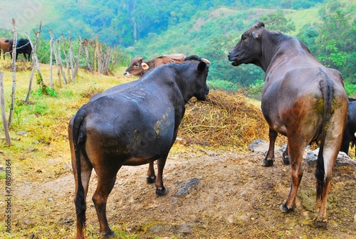 Fototapeta Naklejka Na Ścianę i Meble -  Unas vacas disfrutando del freco aire de las montañas.
