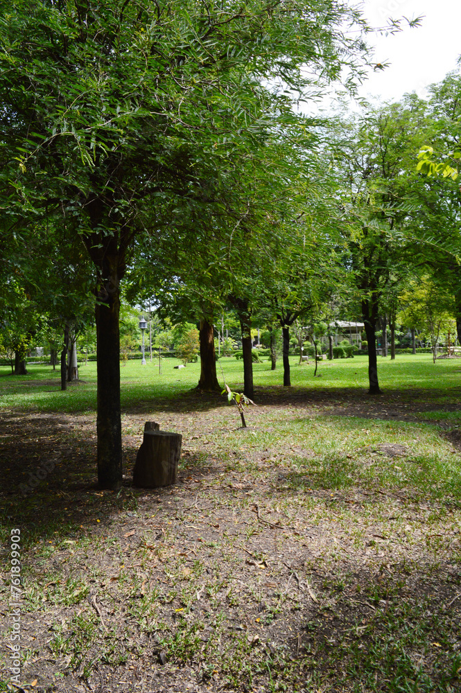 Obraz premium beautiful view of the park