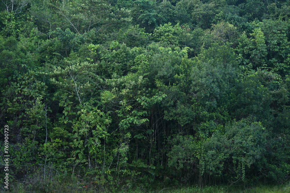 Bosque joven Bosque joven