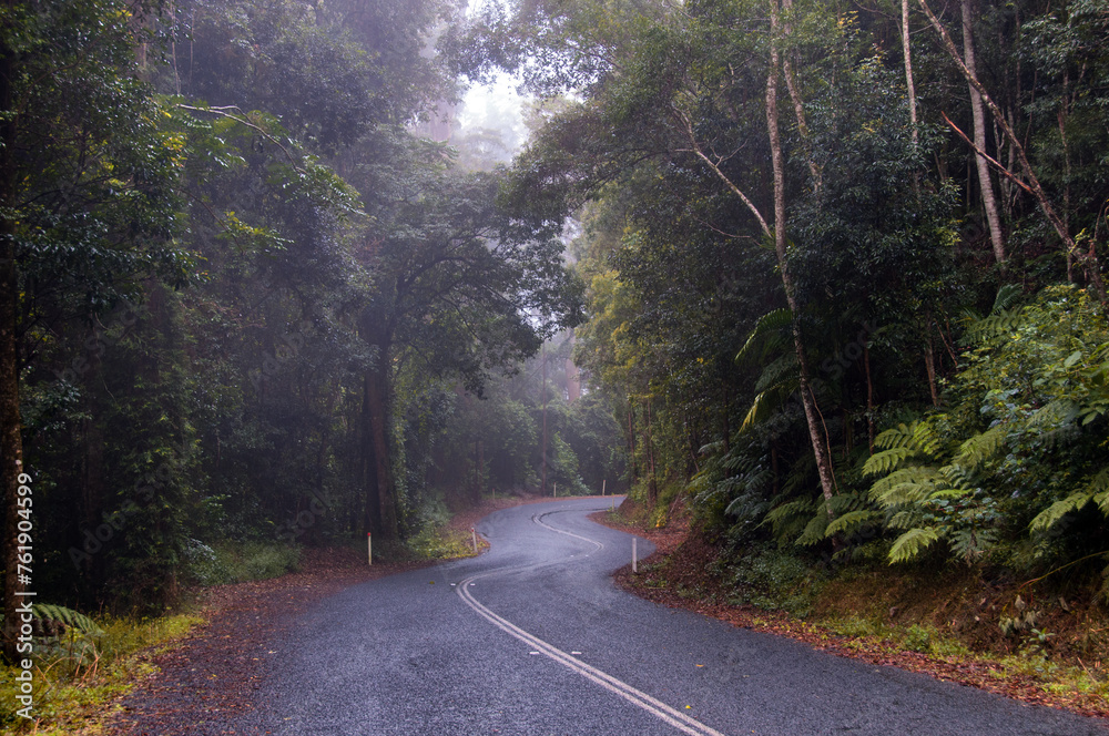 Obraz premium narrow road meanders through dense Queensland rainforest