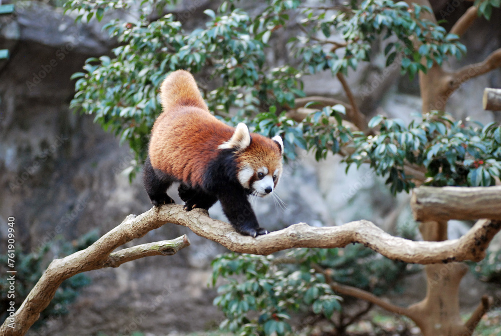 Obraz premium Adorable Red Panda
