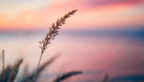 grass stem by serene sea at sunset with watercolor backdrop