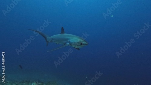 Thresher shark passing very close at the camera in slow motion photo