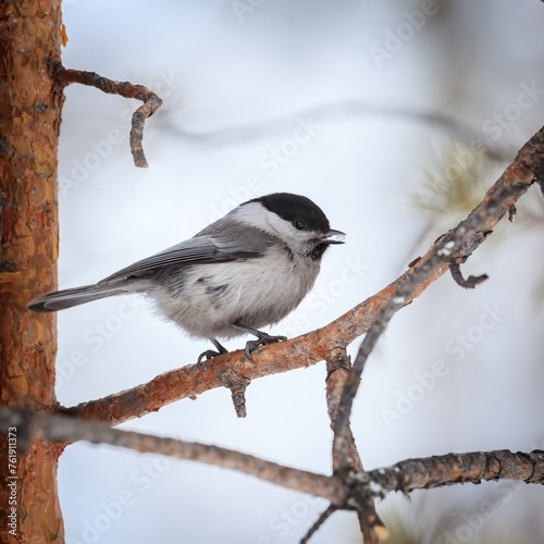 A chickadee sits on a branch and holds a grain in its beak.