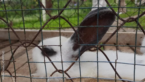 the activity of a rabbit in its cage in the livestock area at the Sirukam Dairy Farm Tourism Village in Solok, Indonesia photo