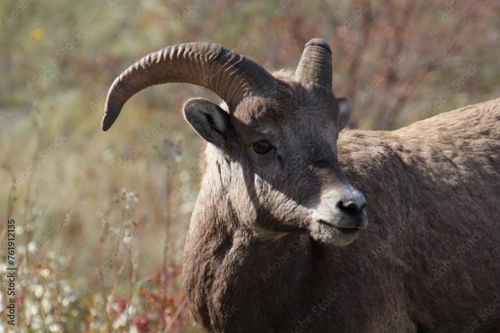 close up of a big horn sheep, Jasper National Park, Alberta close up of a big horn sheep, Jasper National Park, Alberta