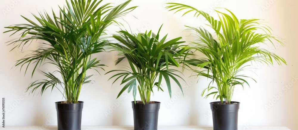 Areca Palm Plant Photos also known as Dypsis lutescens Golden cane palm Yellow palm or Butterfly palm Images Popular Houseplant Pictures used for Bright Interior