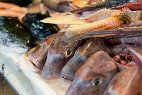 Fish heads of salmon and grey snapper on ice photo