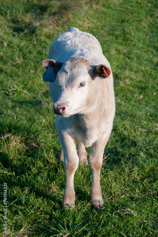 Cattle in South East Queensland, Australia Cattle in South East Queensland, Australia
