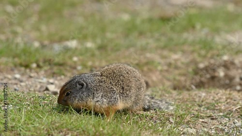 Columbian ground squirrel in Ernest Calloway Manning Park, British Columbia, Canada. 4K Resolution photo