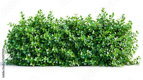 Tropical green surroundings in outdoor garden fresh green leafy bushes Enhance your outdoor space with a captivating exterior design featuring a pattern Shot of natural green wall made of leaves.