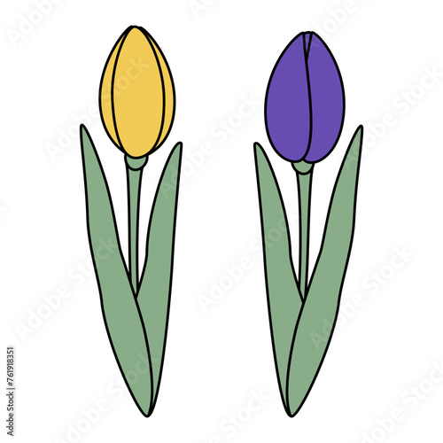 Set of 2 tulips flower in trendy yellow and violet. Design elements for springtime greetings or card