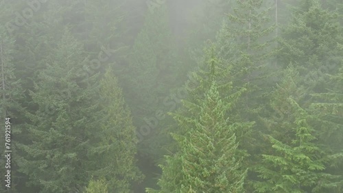 Aircraft point of view of a pine forest with clouds or fog flying over, British Columbia, Canada. 4K Resolution photo