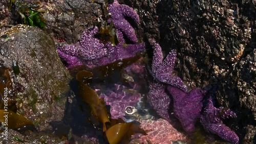 Ochre starfish (Pisaster ochraceus) also known as purple sea star at Whytecliff park, British Columbia, Canada. 4K Resolution photo