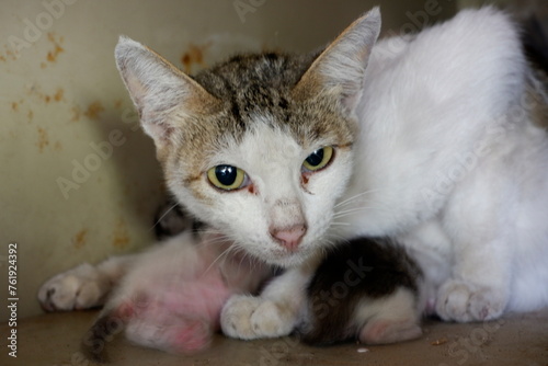 Mother cat protects kittens after birth.