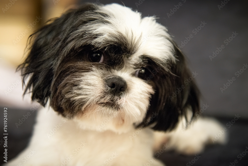 shih tzu dog portrait closeup