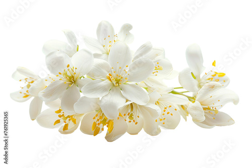 White Jasmine flower