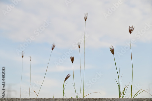 Closeup of Rhodes grass (Chloris gayana), flower of grass is an tropical grass prevalent in tropical countries with blue sky and clouds background at Thailand.