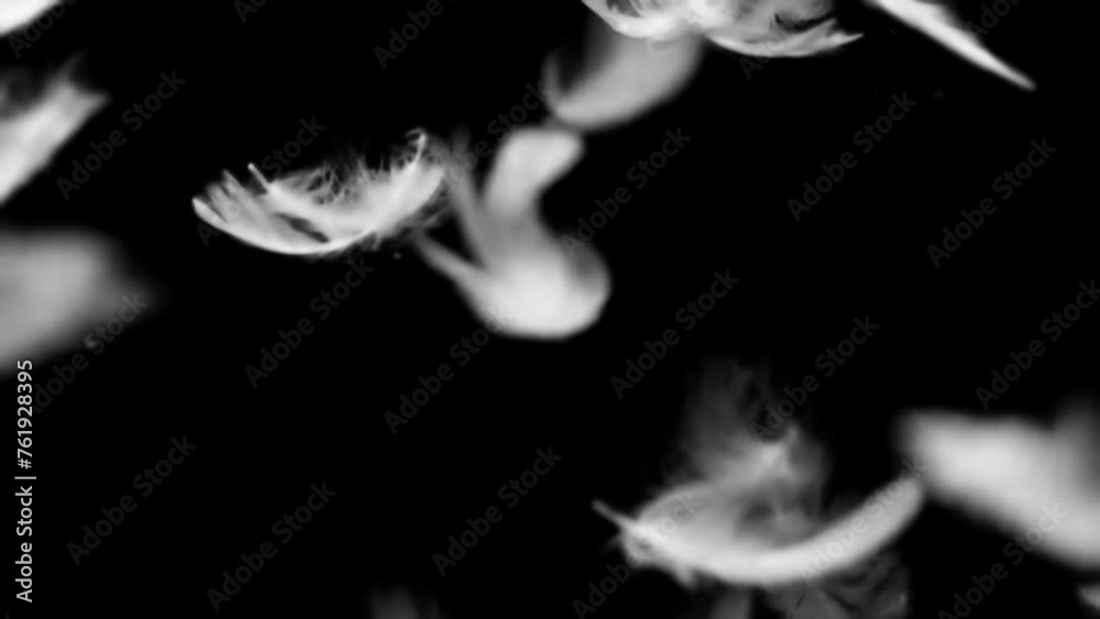 White fluffy feathers falling. Slow motion on black background. Black and white for compositing and presentation.