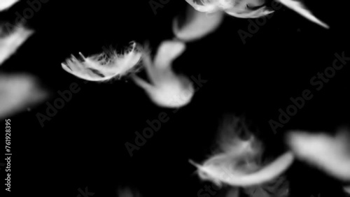 White fluffy feathers falling. Slow motion on black background. Black and white for compositing and presentation.