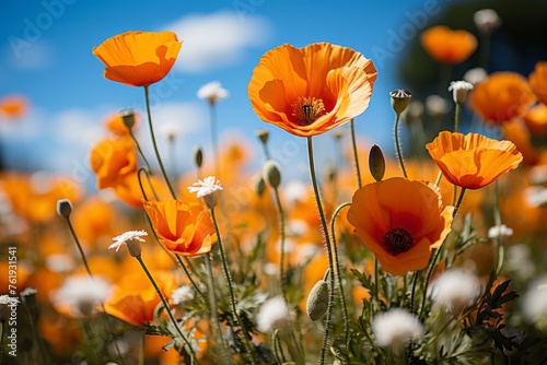 Field of orange and white flowers under a blue sky in a natural landscape