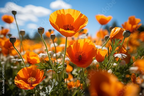 Field of orange and white flowers under a blue sky