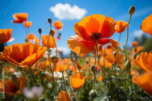 Orange flowers under a blue sky  a beautiful natural landscape