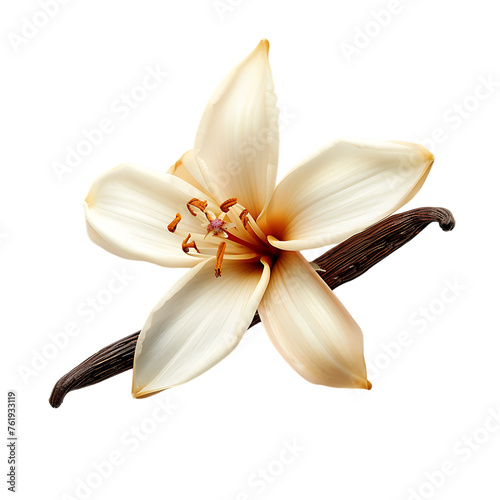 The vanilla flower isolated on transparent background