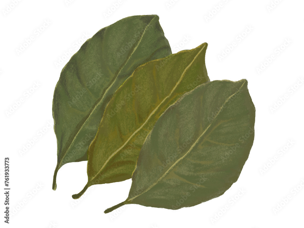 Obraz premium ローリエ（乾燥葉）