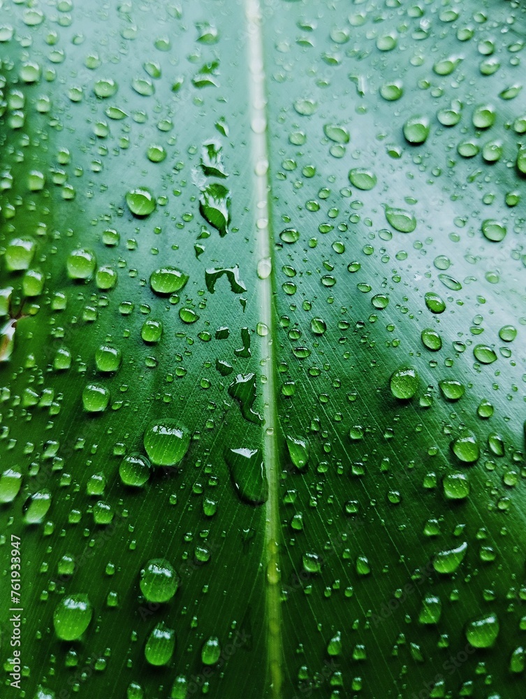Water droplets on a green leaf