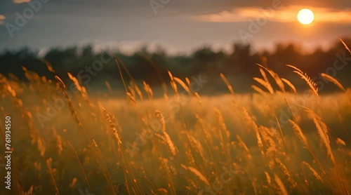 sunset in the grass abstract background7.mp4, sunset in the grass abstract background photo