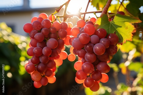 Seedless grapes growing naturally on a vine, a staple food with vibrant red hues