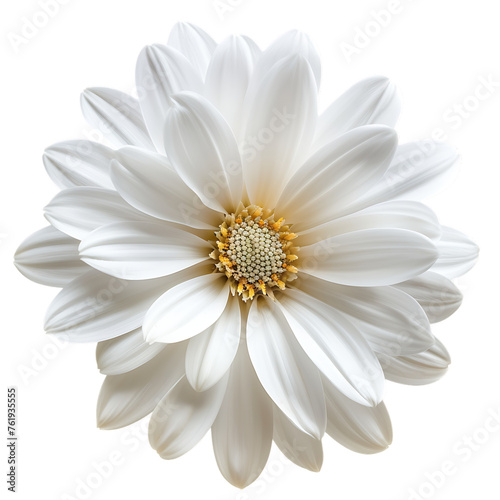 white flower isolated on transparent background © Rosie